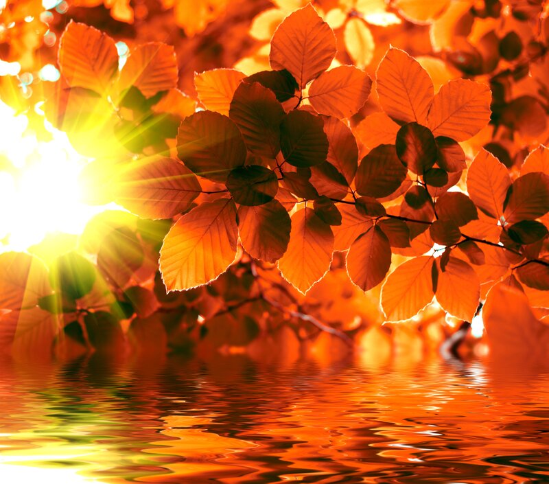Autumn Leaves by Water — Orange