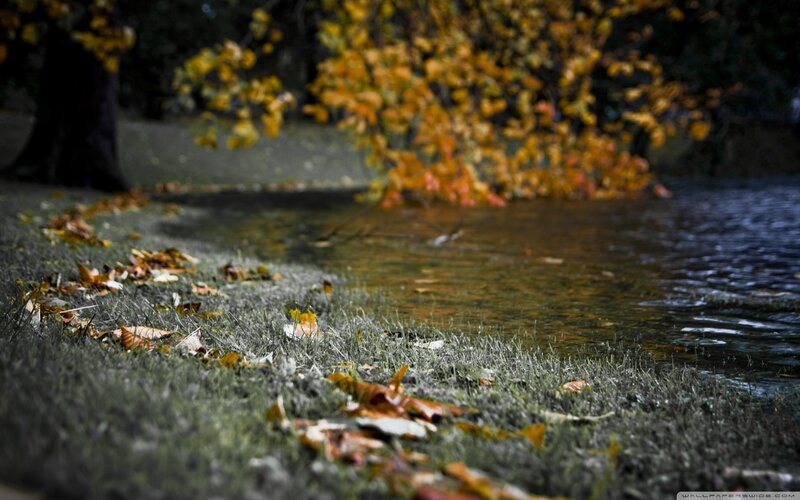 Autumn Leaves by Water