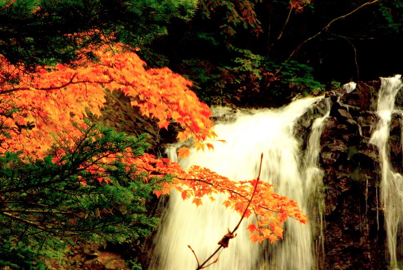 Autumn Leaves by Waterfall — Orange, Serene