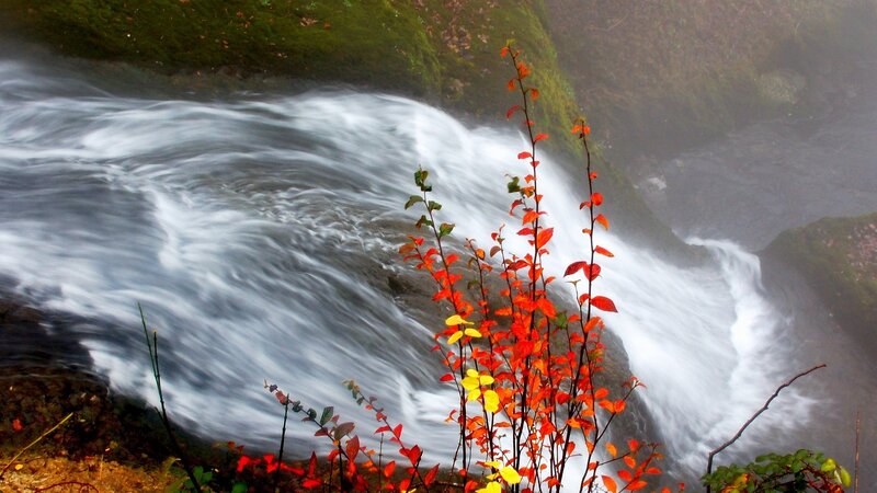 Autumn Leaves by Waterfall — Red