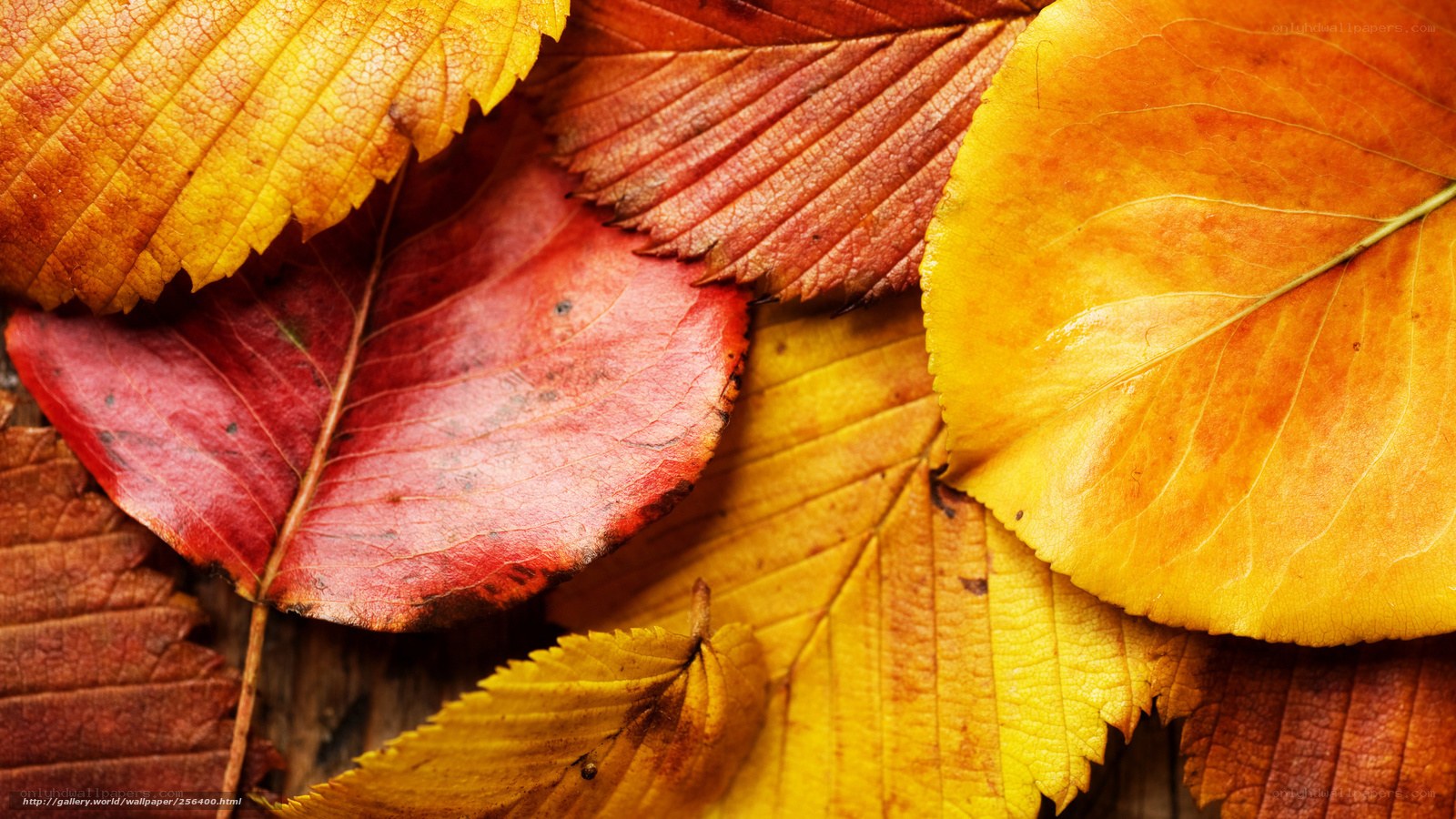 autumn leaves close-up