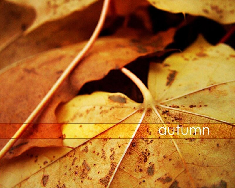 autumn leaves close-up