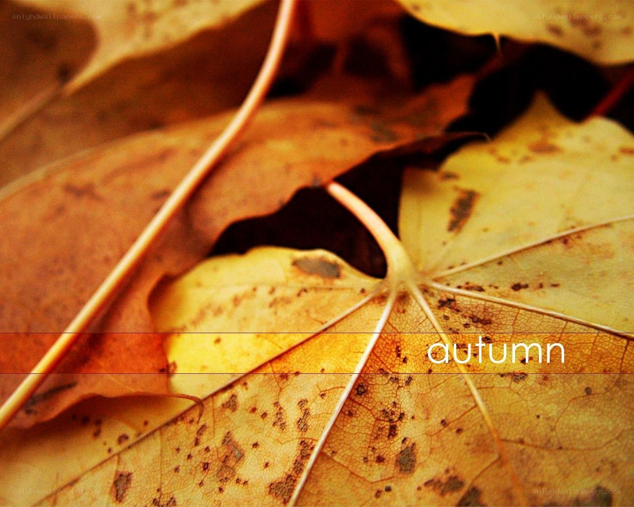 autumn leaves close-up
