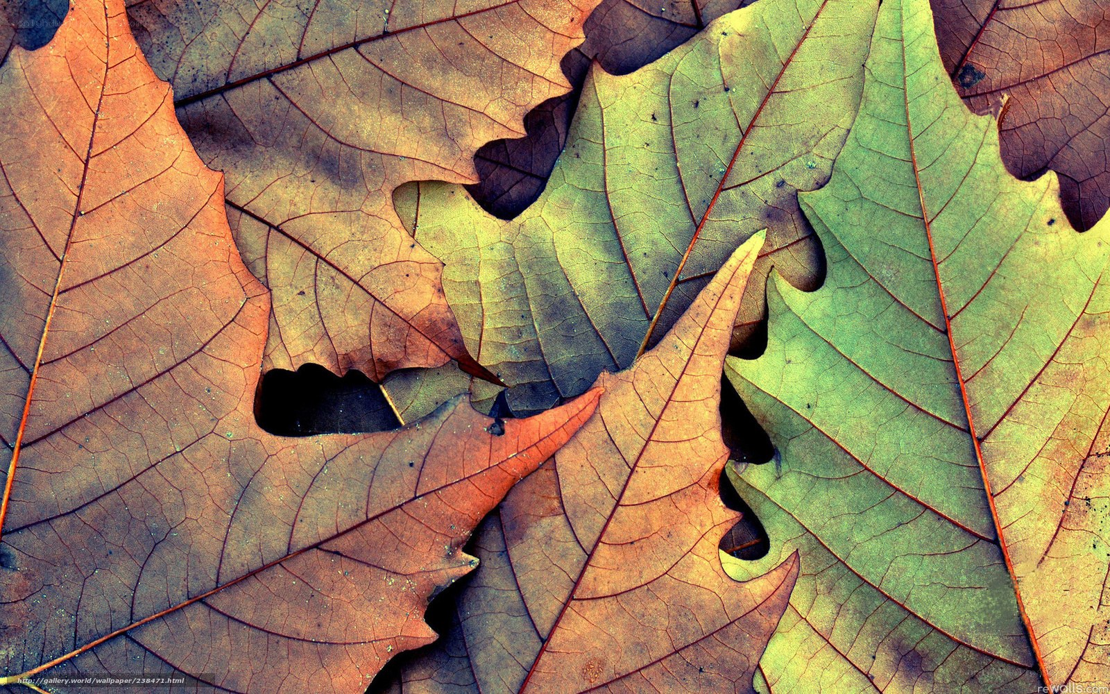 autumn leaves close-up