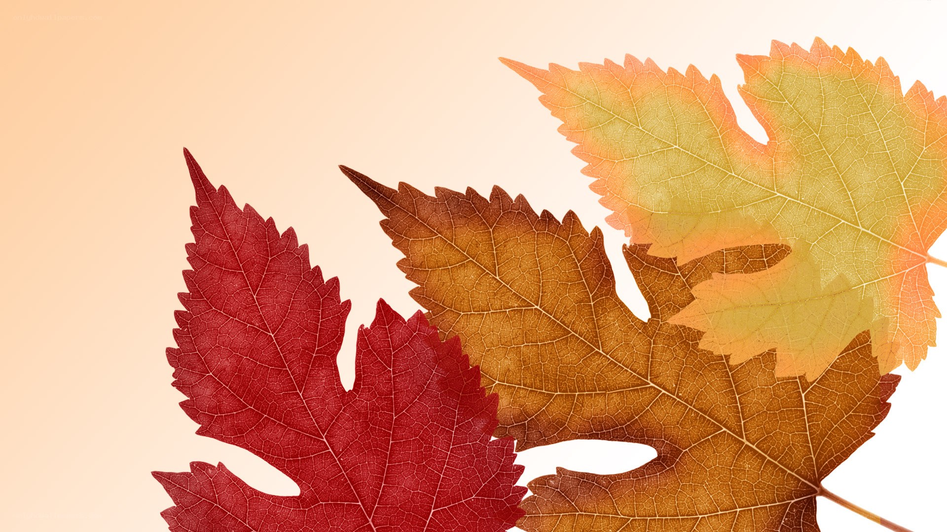 autumn leaves collage