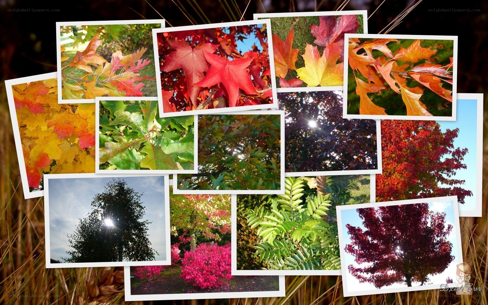 Autumn leaves collage