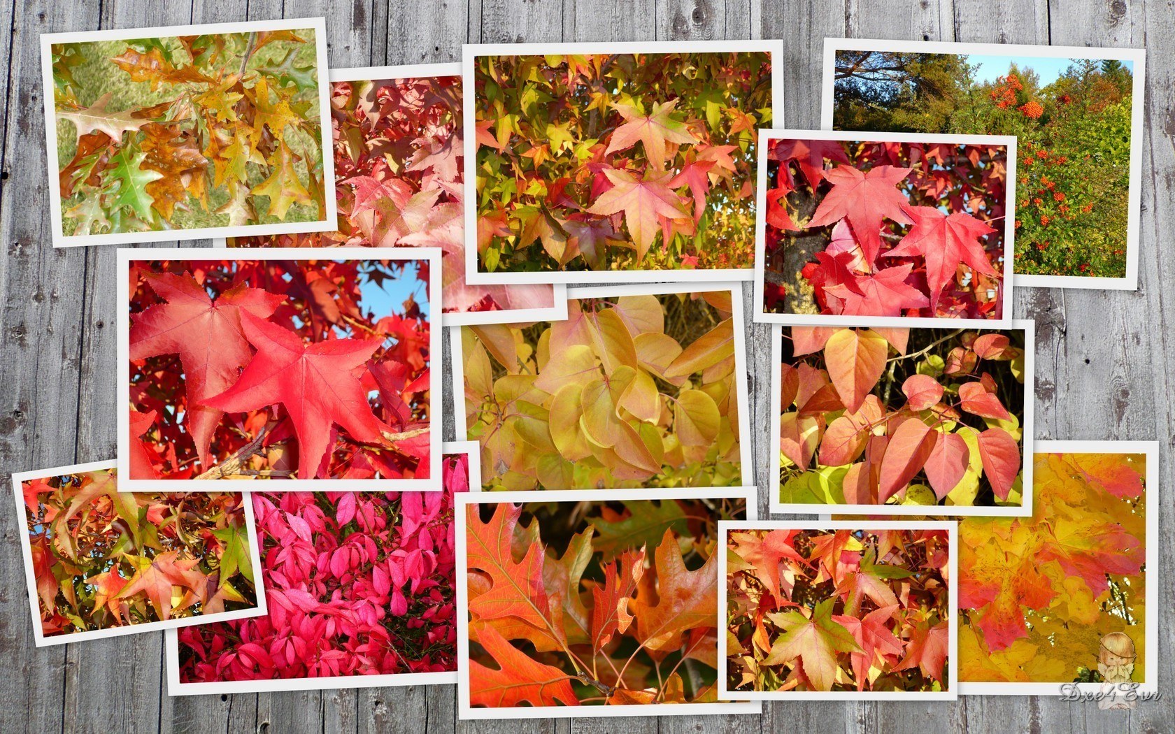 autumn leaves collage