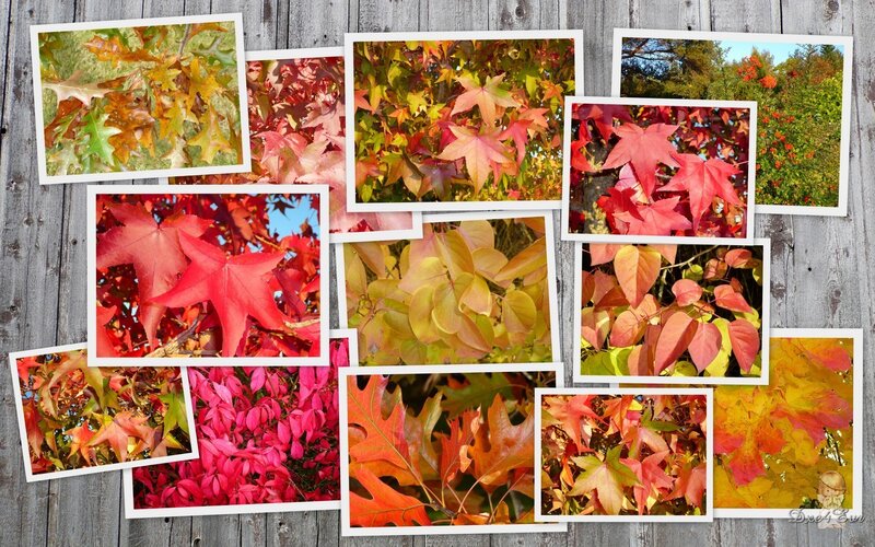 Autumn Leaves Collage — Red, Calm