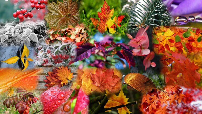 Autumn Leaves Collage — Red, Vibrant, Photograph, Berries