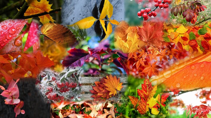 Autumn Leaves Collage — Red, Vibrant, Photograph