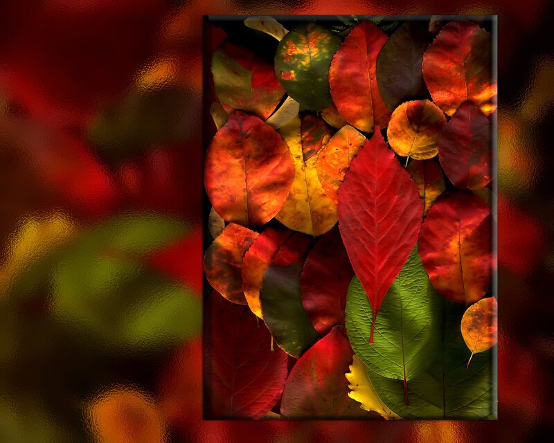 Autumn Leaves Collage — Red, Vibrant