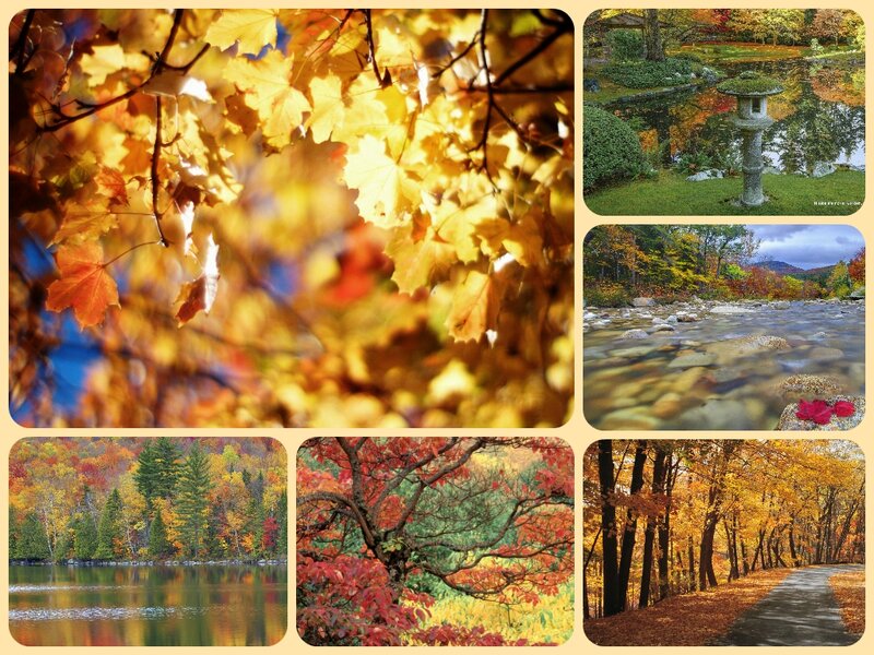 Autumn Leaves Collage — Yellow, Serene