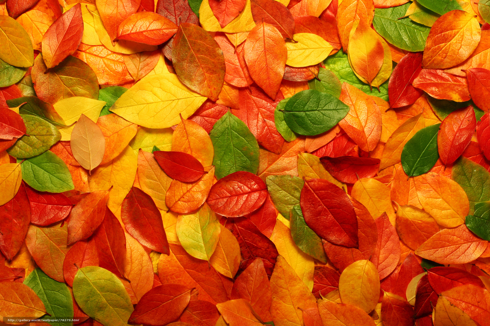 autumn leaves collage