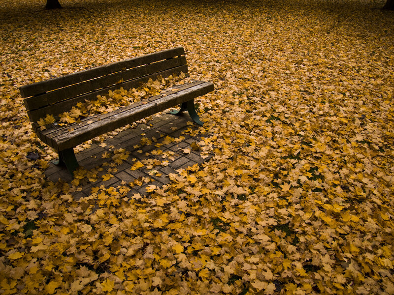 Autumn leaves cover park bench
