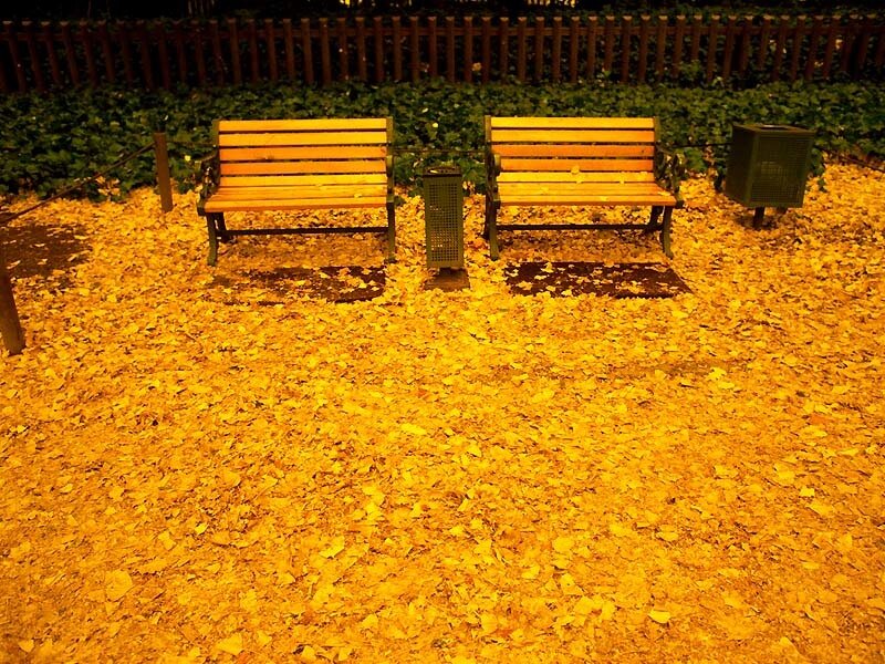 Autumn leaves cover park benches