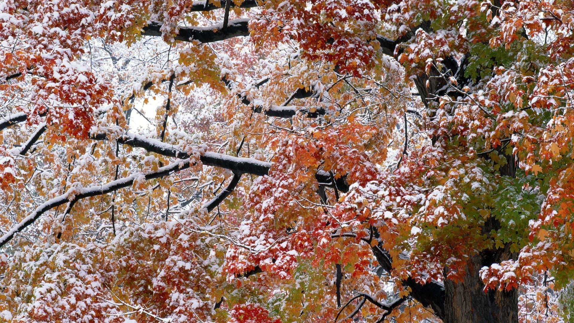 Autumn leaves dusted with snow