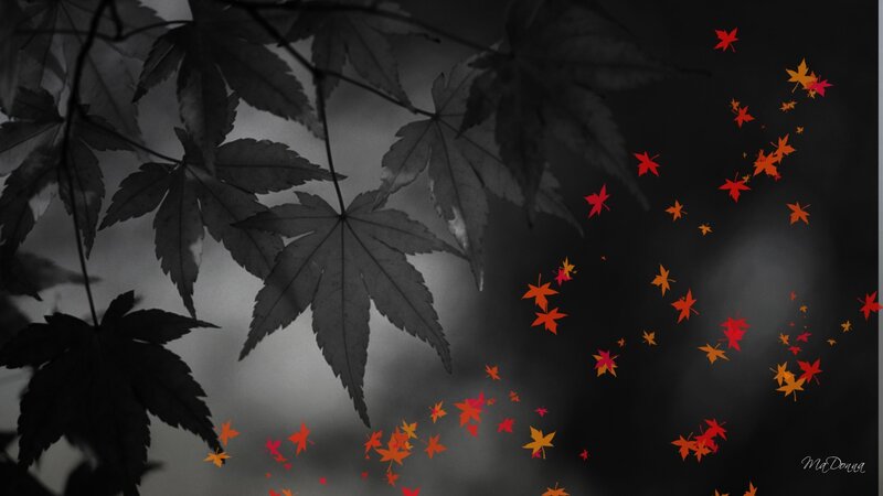 Autumn leaves falling