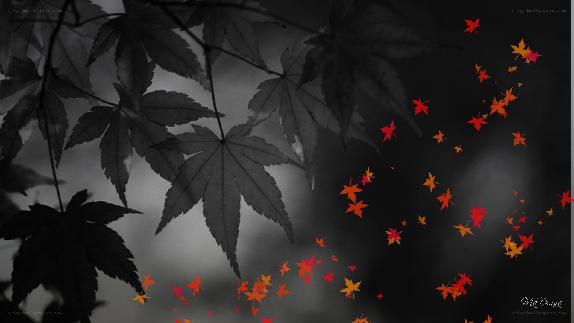 Autumn leaves falling