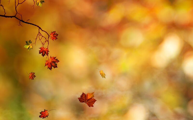 Autumn leaves falling