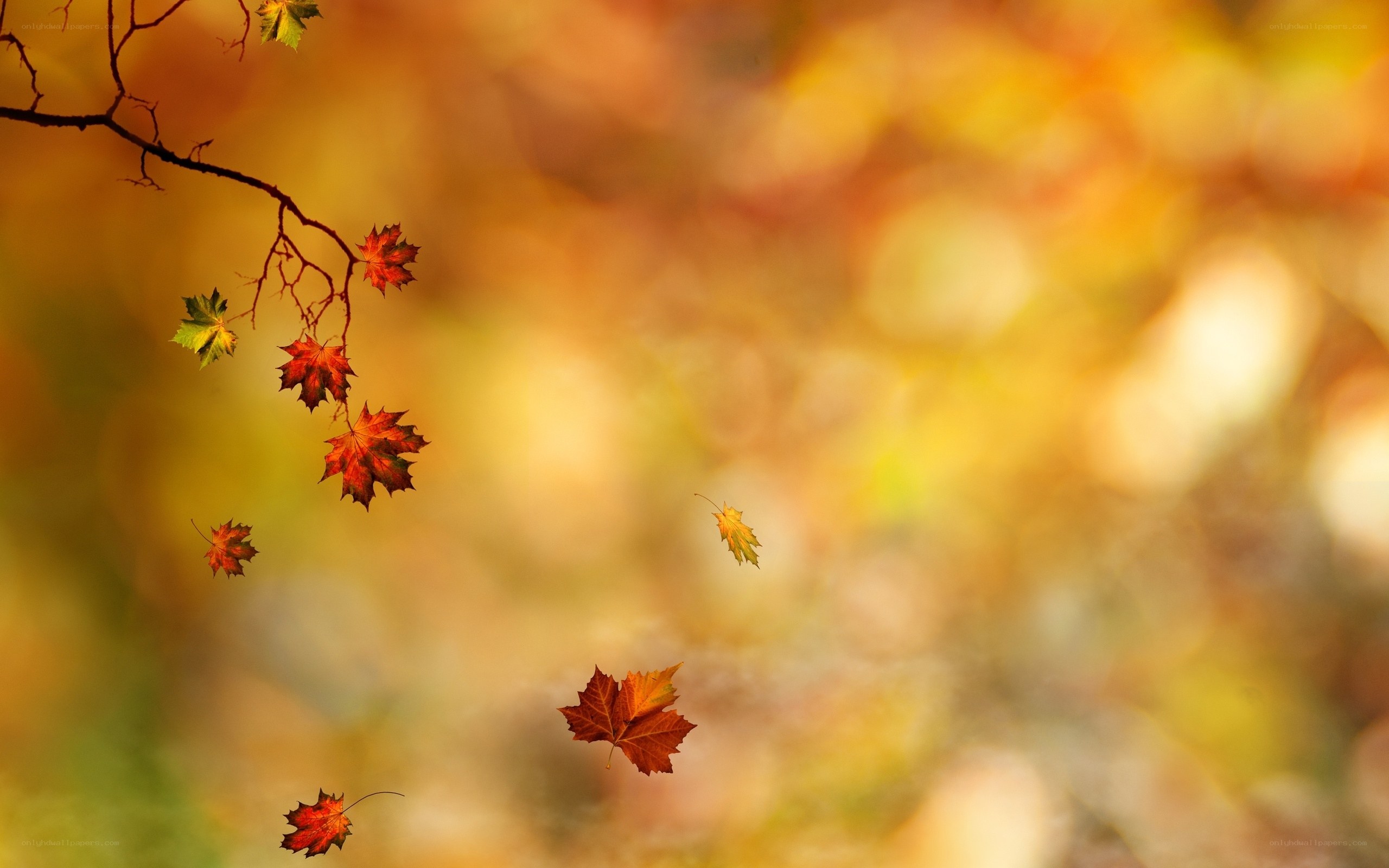 Autumn leaves falling
