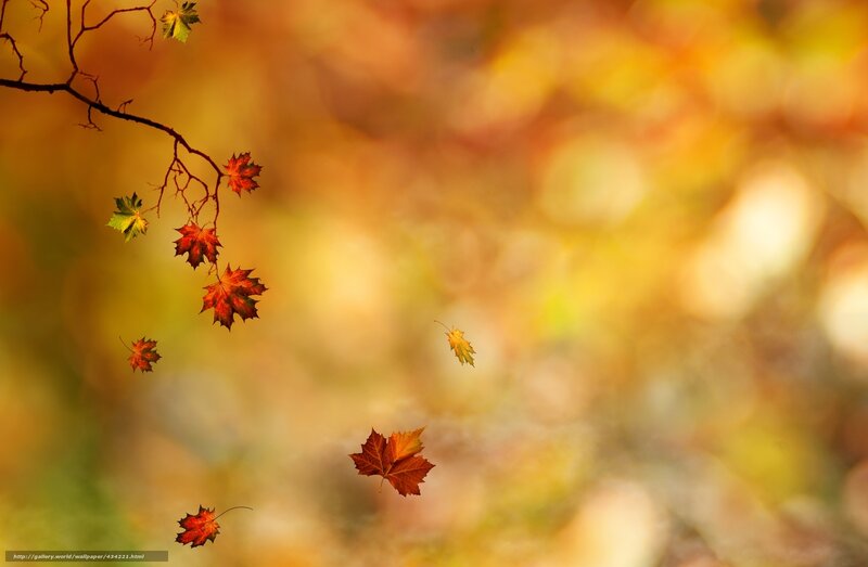 Autumn leaves falling