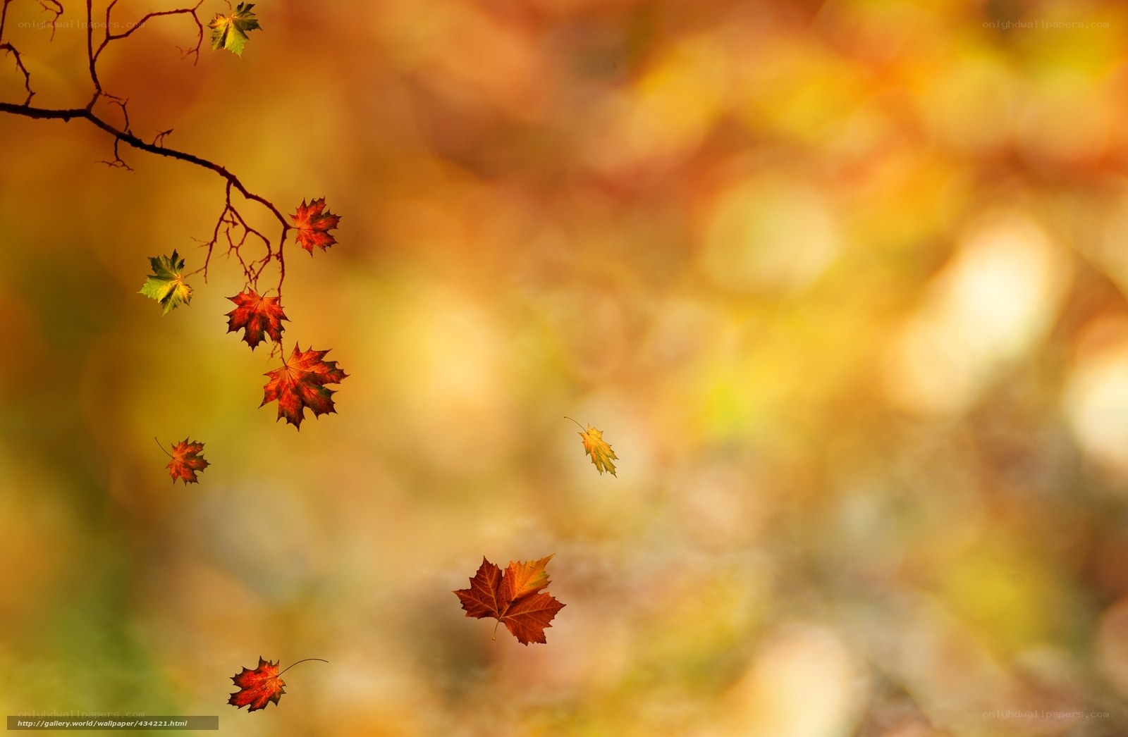 Autumn leaves falling