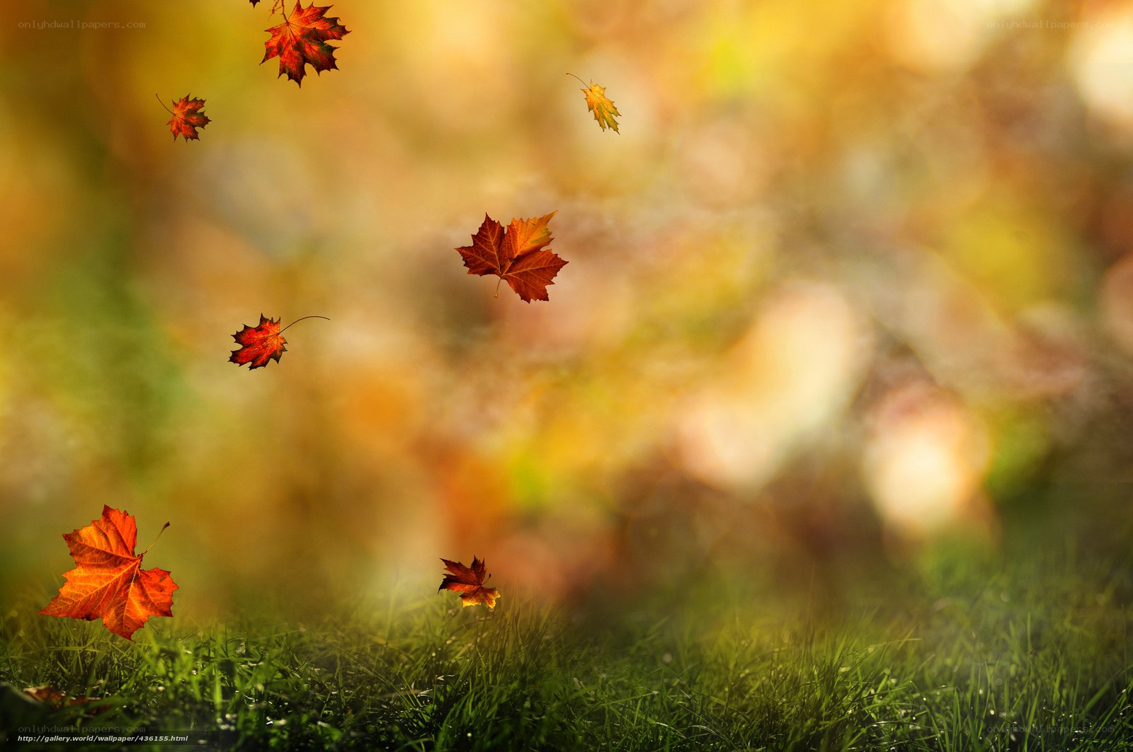 Autumn leaves falling