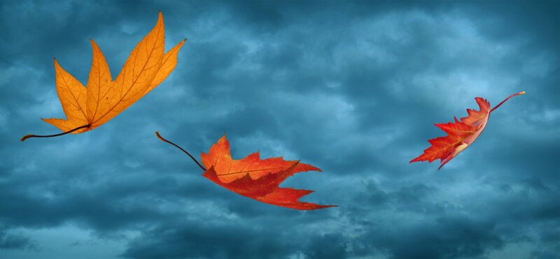 Autumn Leaves Falling — Blue