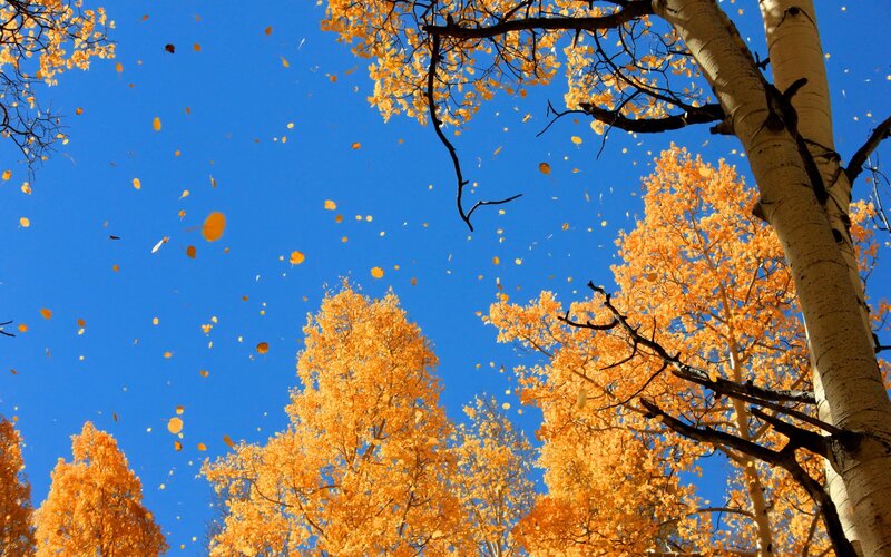 Autumn leaves falling from trees