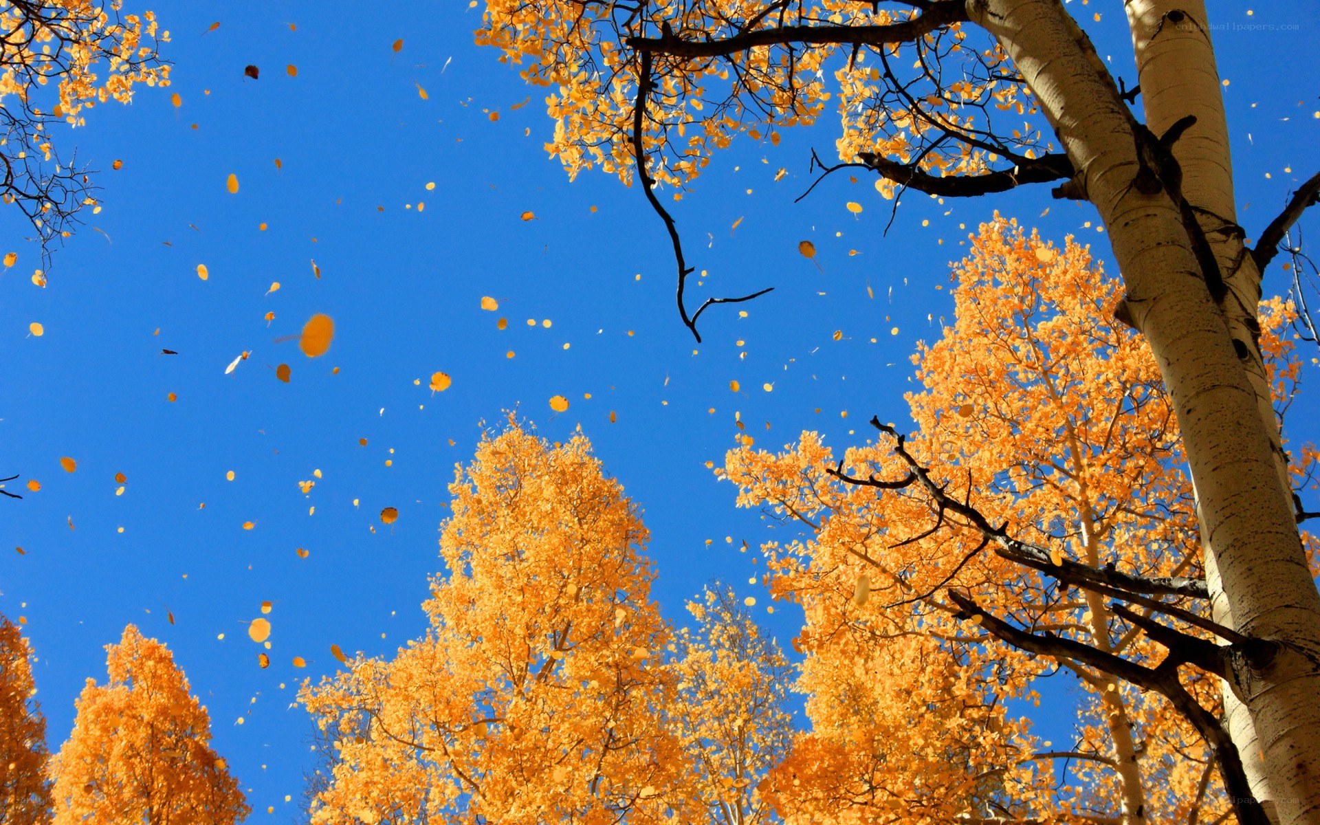 Autumn leaves falling from trees