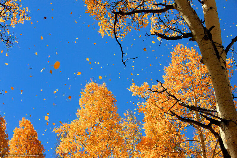 Autumn leaves falling from trees