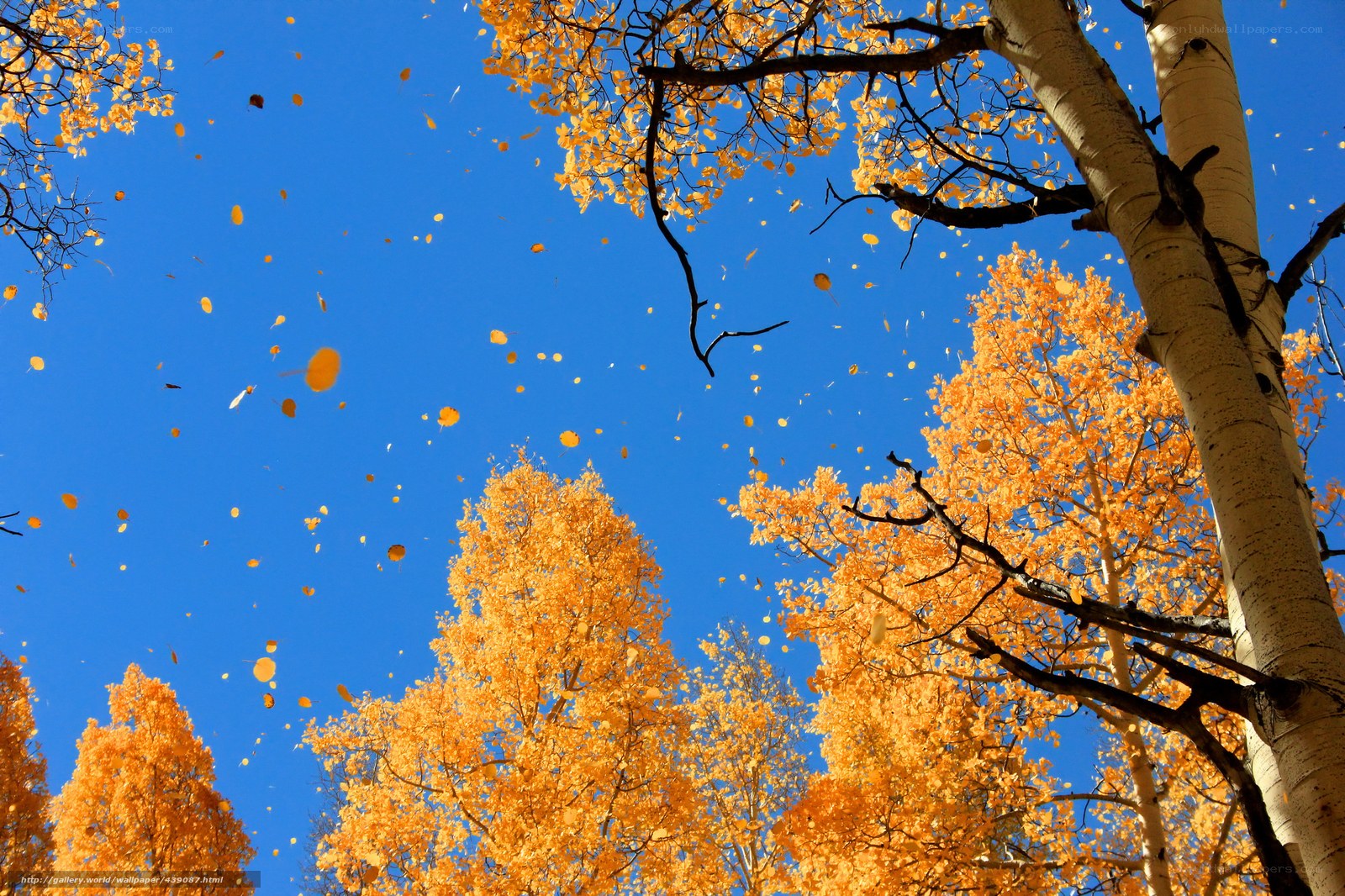 Autumn leaves falling from trees