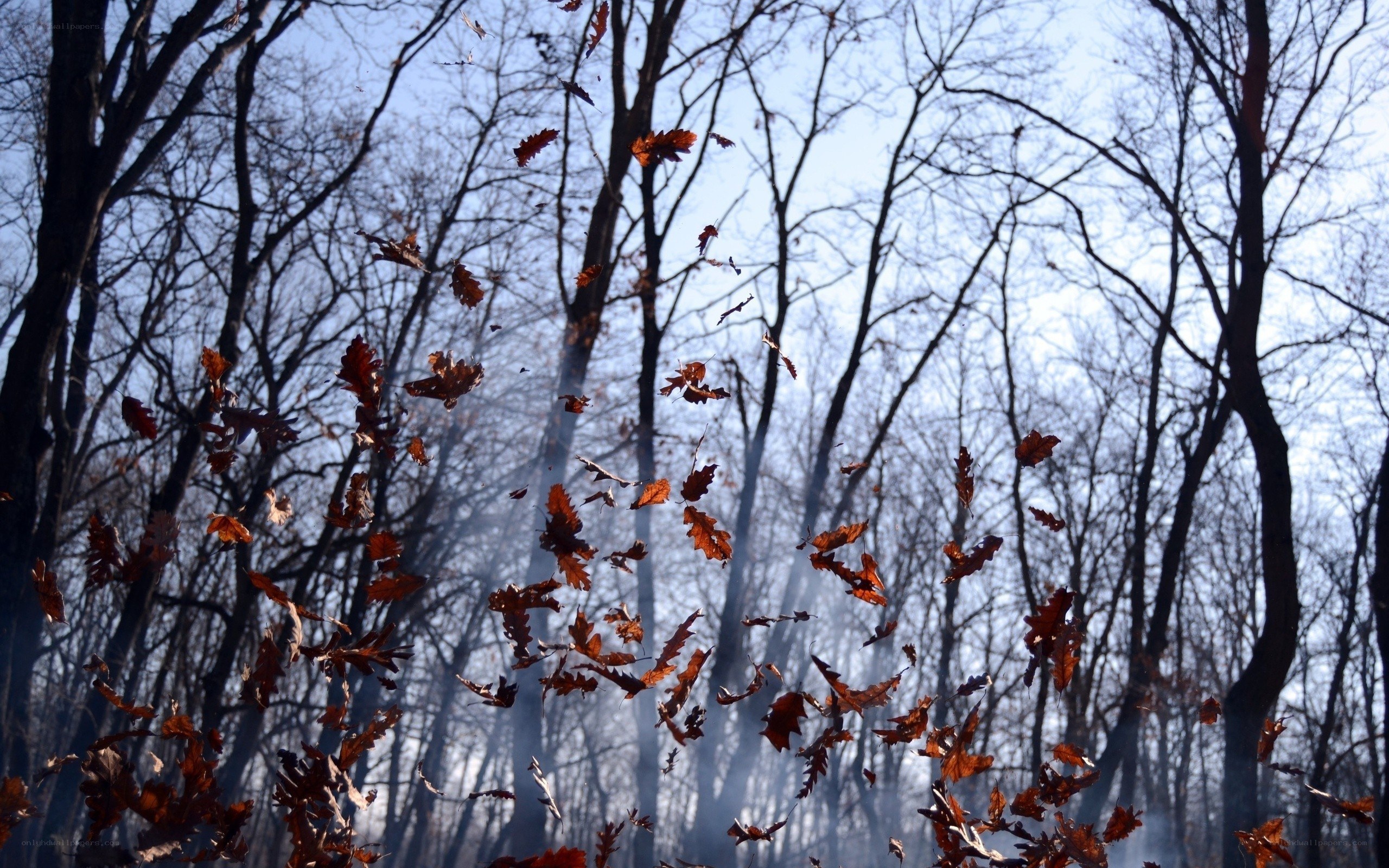 Autumn leaves falling in forest