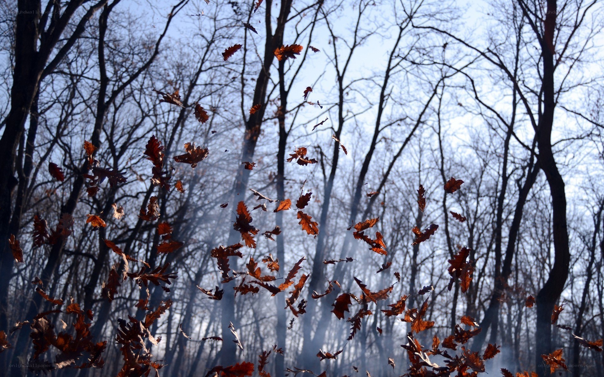 Autumn leaves falling in forest