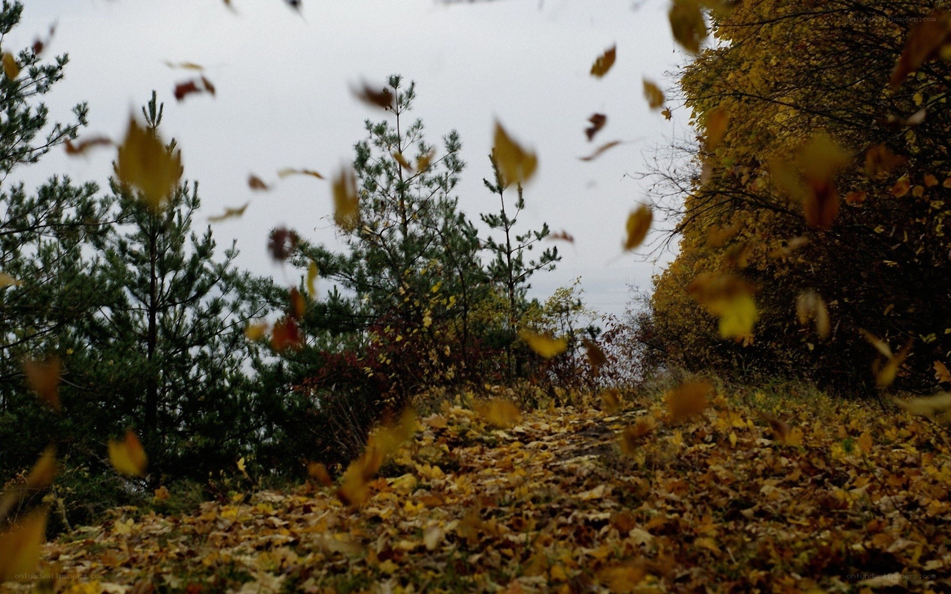 Autumn leaves falling in forest
