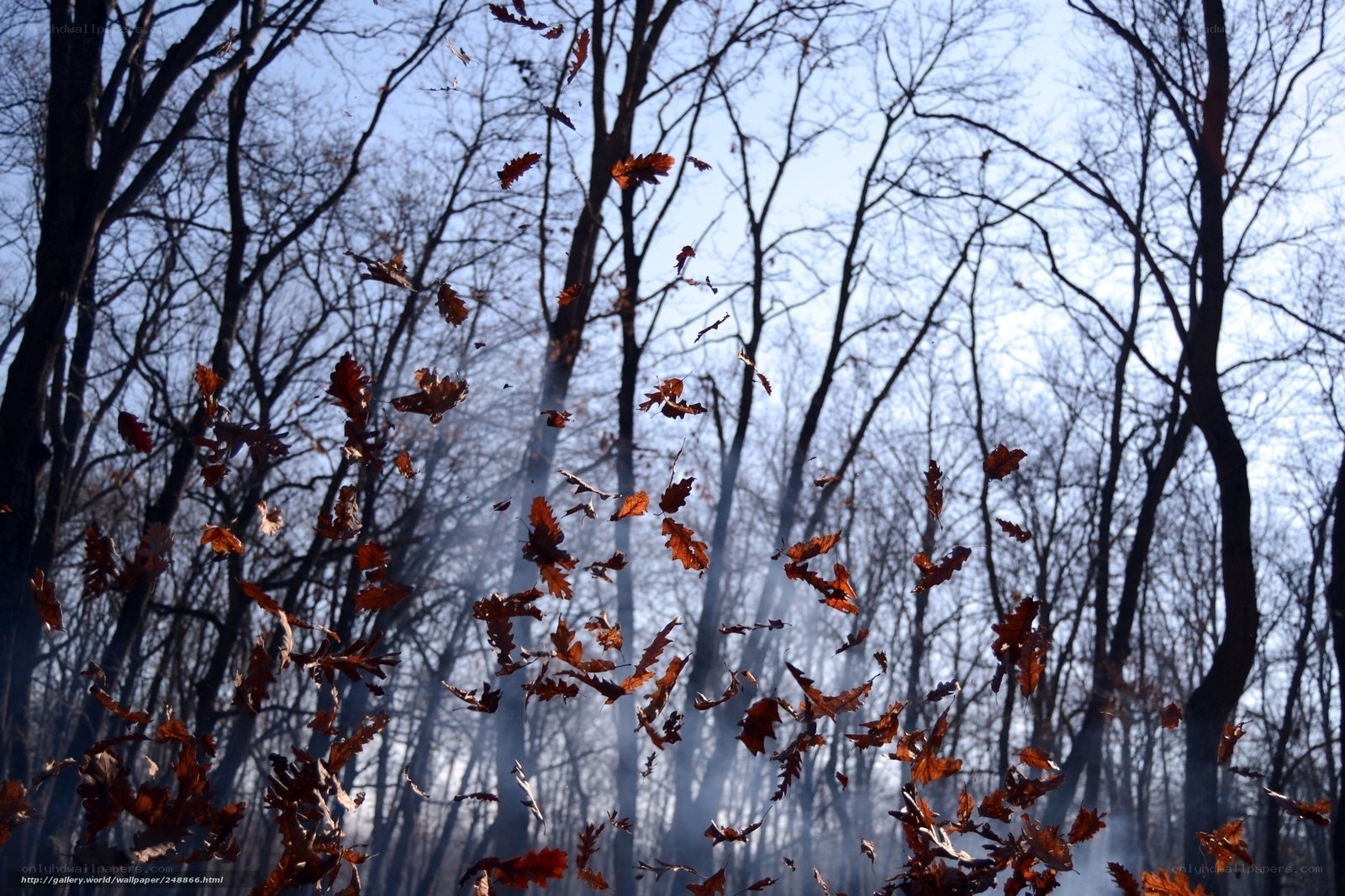 Autumn leaves falling in forest