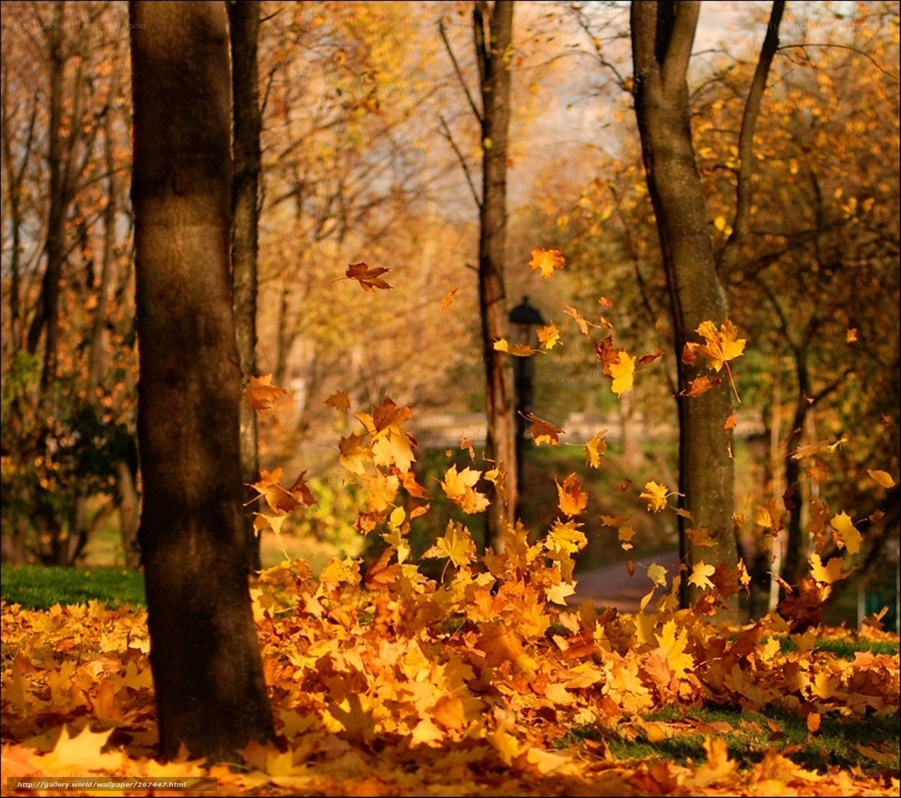 Autumn leaves falling in park