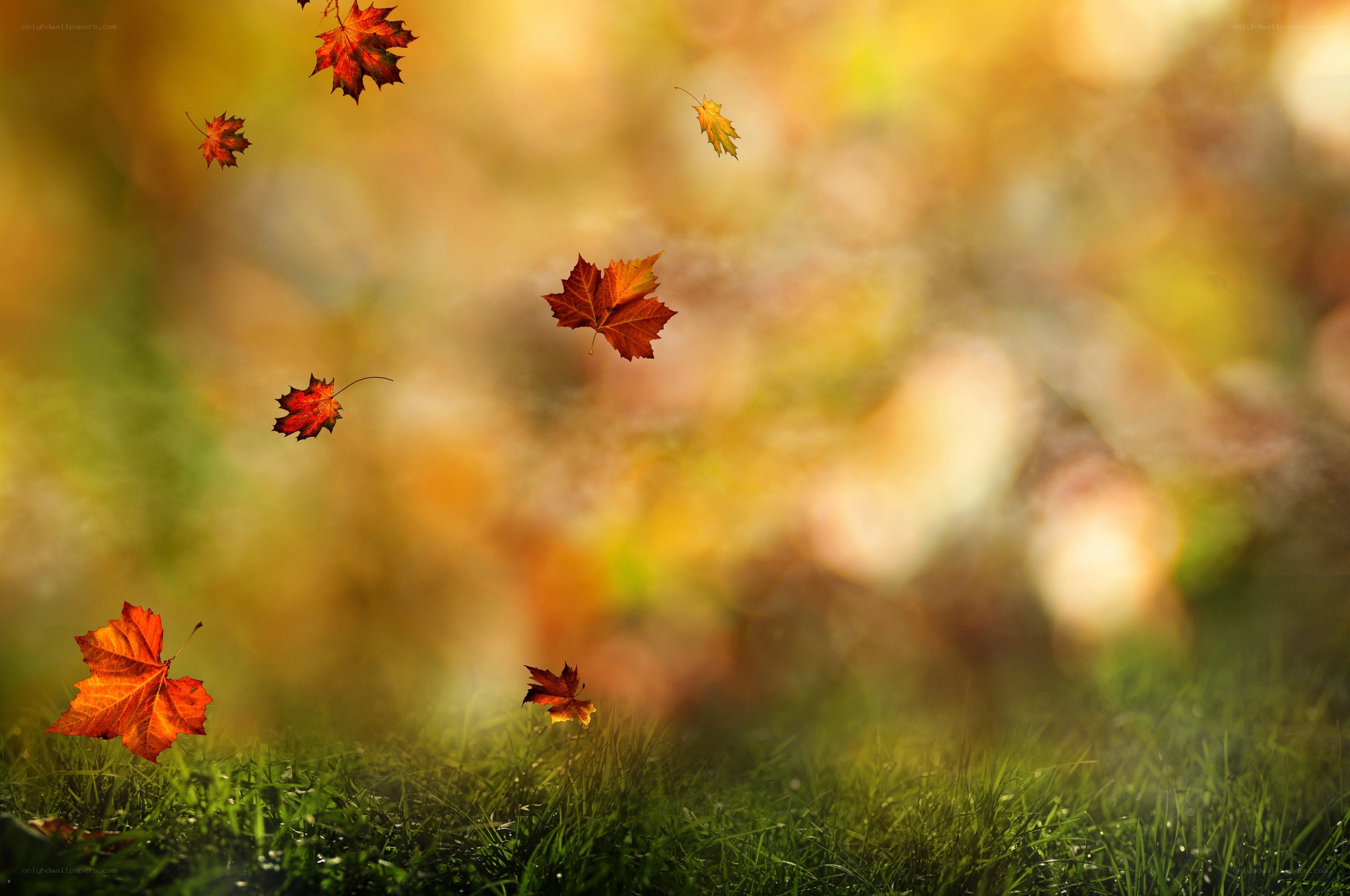 Autumn leaves falling on grass