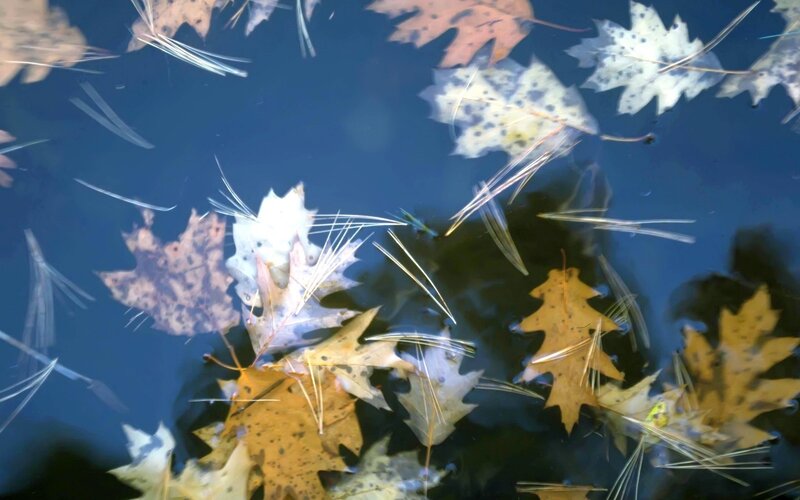 Autumn Leaves Floating — Blue, Calm