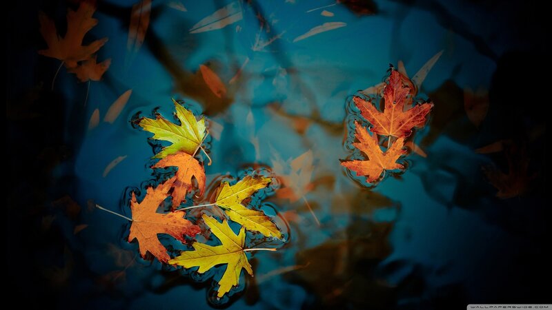 Autumn Leaves Floating — Blue, Serene, Photograph