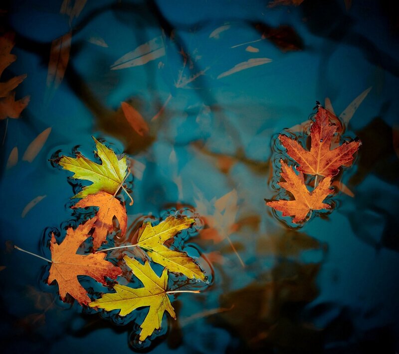 Autumn Leaves Floating — Blue, Serene, Photograph, Water, Reflection