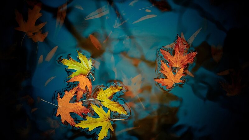 Autumn Leaves Floating — Blue