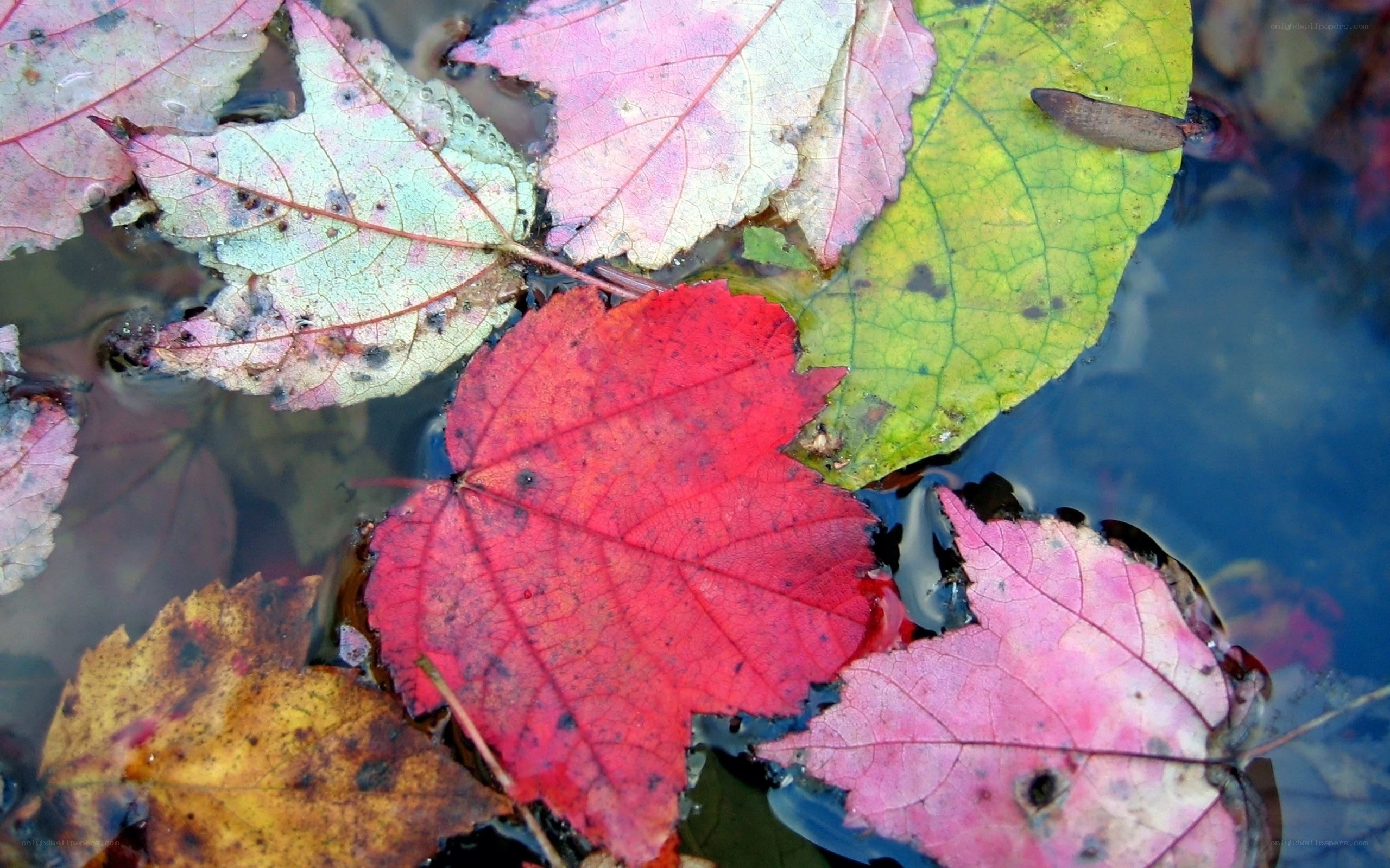 autumn leaves floating in water