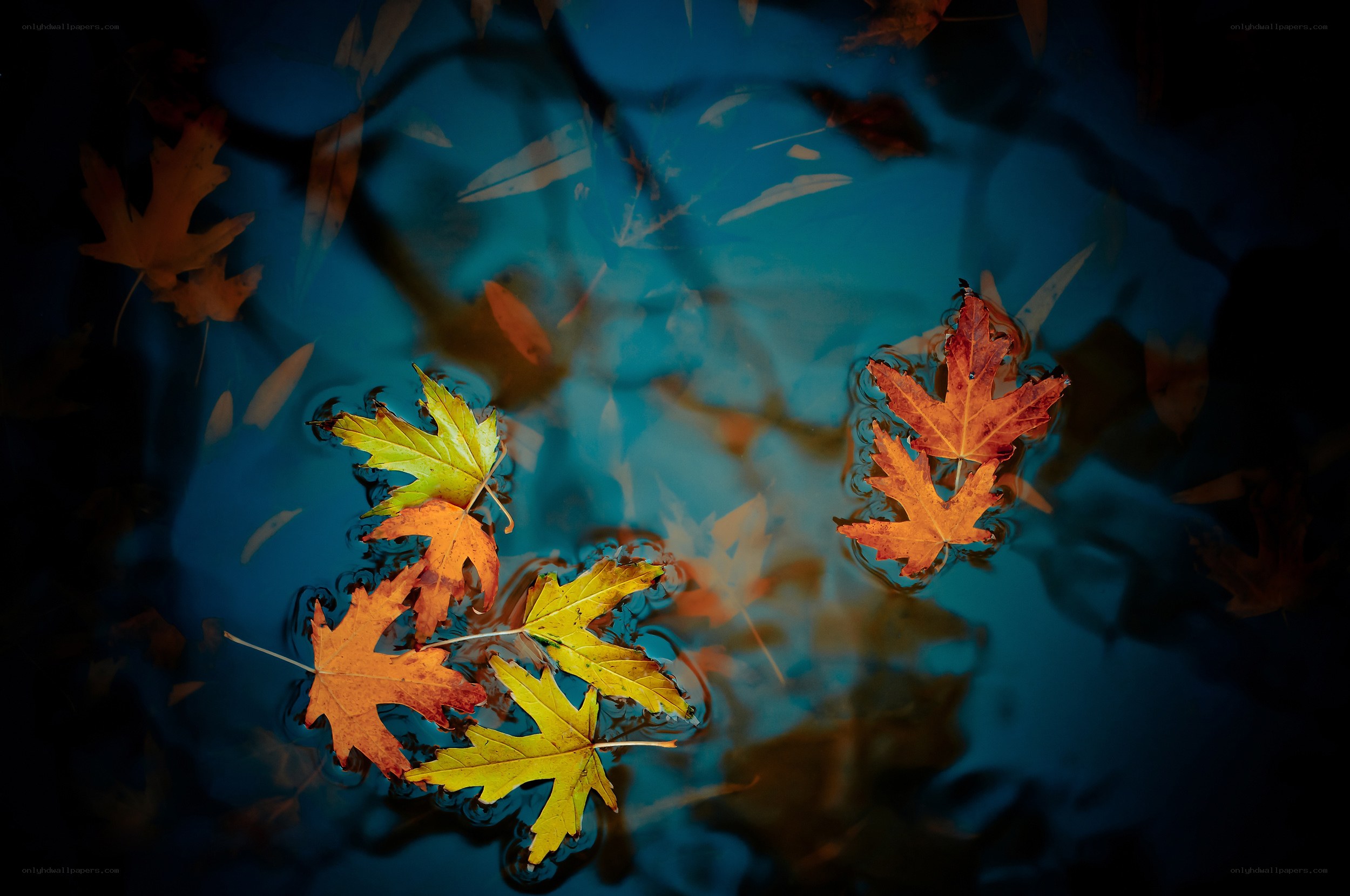 Autumn leaves floating on water