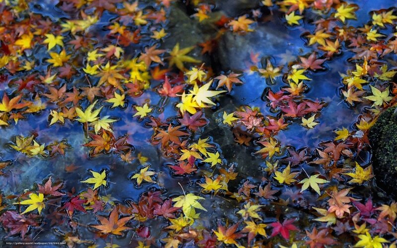 Autumn Leaves Floating on Water — Red