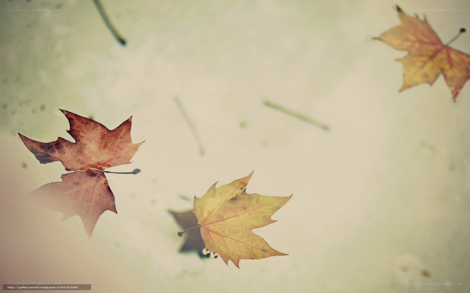 Autumn leaves floating on water