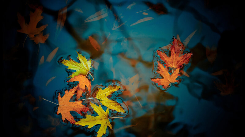 Autumn Leaves Floating
