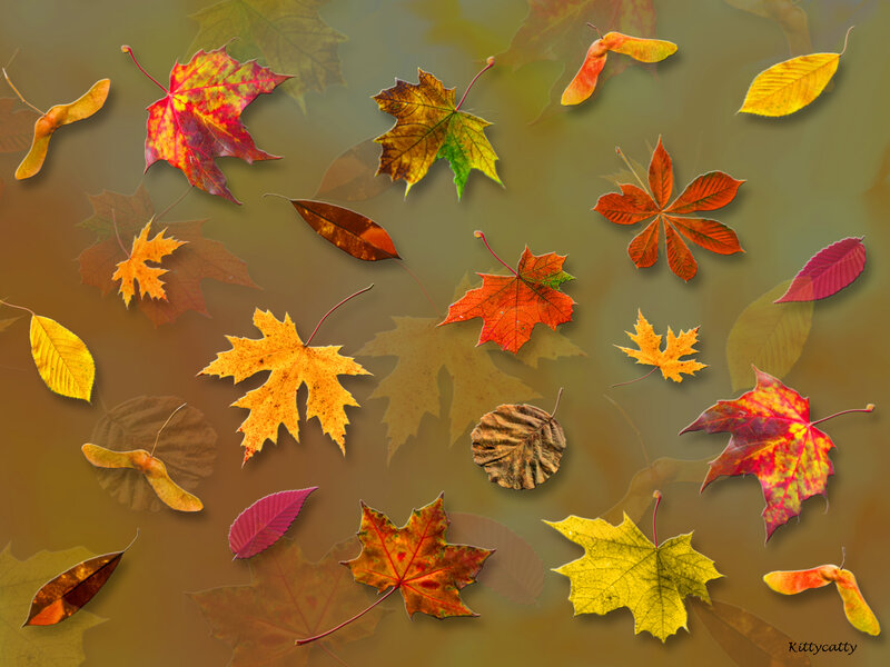 Autumn Leaves Floating — Yellow, Calm