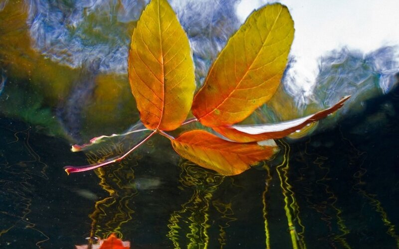 Autumn Leaves Floating — Yellow