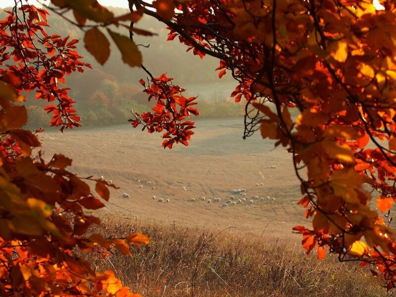Autumn leaves frame a pastoral scene